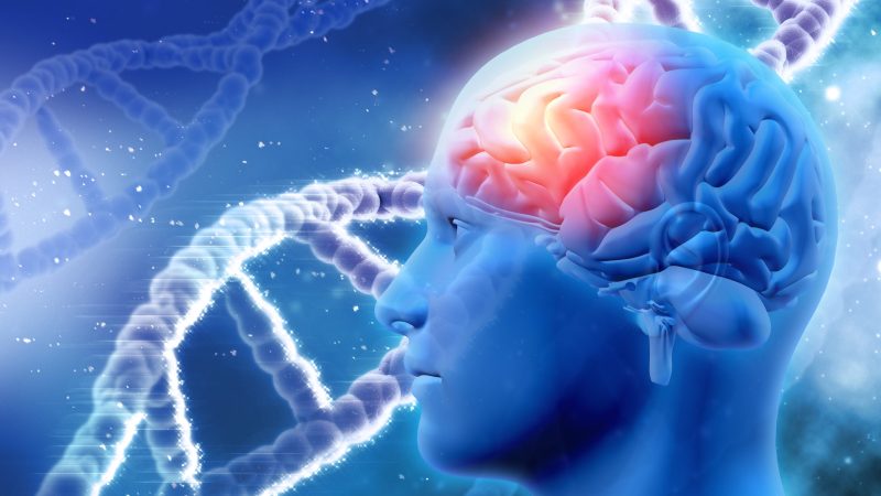 human-brain-scaled.jpg